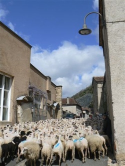 transhumance_0408b
