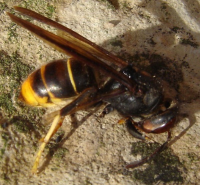 vespa-velutina2