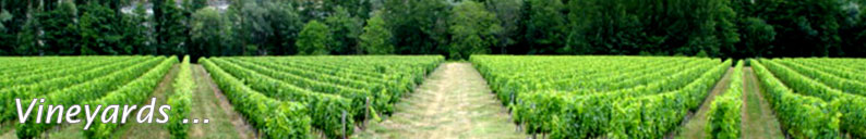 vineyards