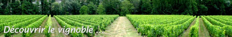 vignoble