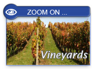 zoom on vineyards