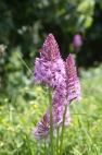 700img_125pchab2