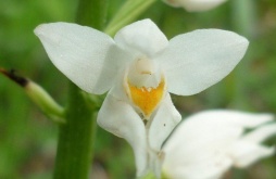 cephalantere1b