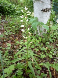 cephalantere3
