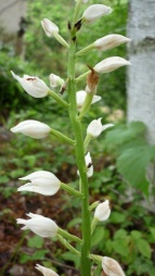 cephalanterec