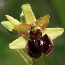 ophys_aranifera2