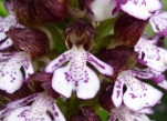 orchispourpre2
