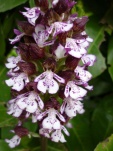 orchispourpre3