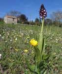 orchispourpre4
