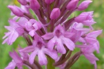 orchispyramidal1