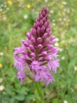 orchispyramidal2