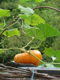 citrouille