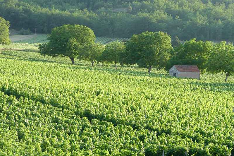 Château Pécot - Vin de Luzech