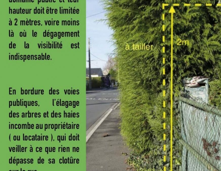 Entretien des haies