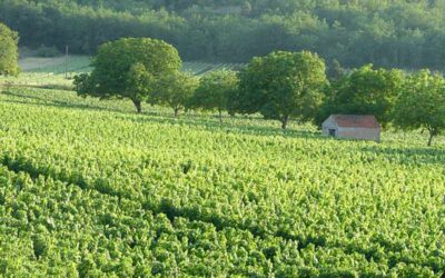 Vignoble et viticulteurs